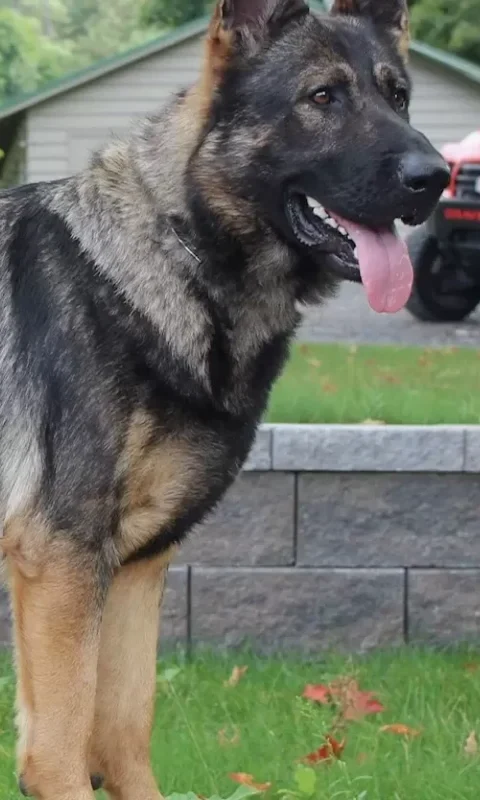 Levi