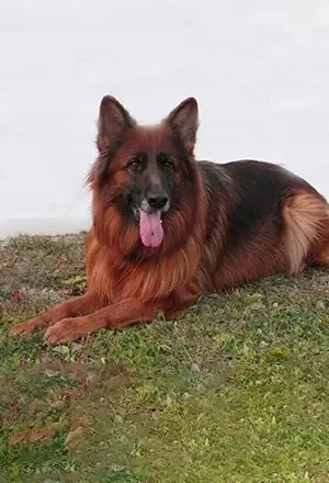 Mira