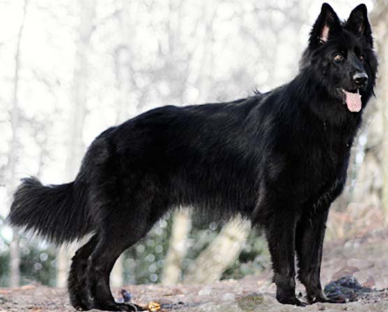 black-long-coat-german-shepherd