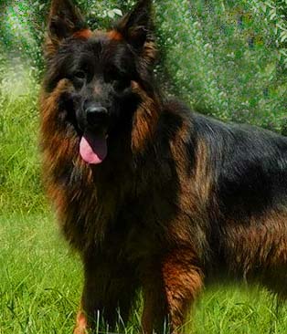 cruze-red-long-haired-german-shepherd