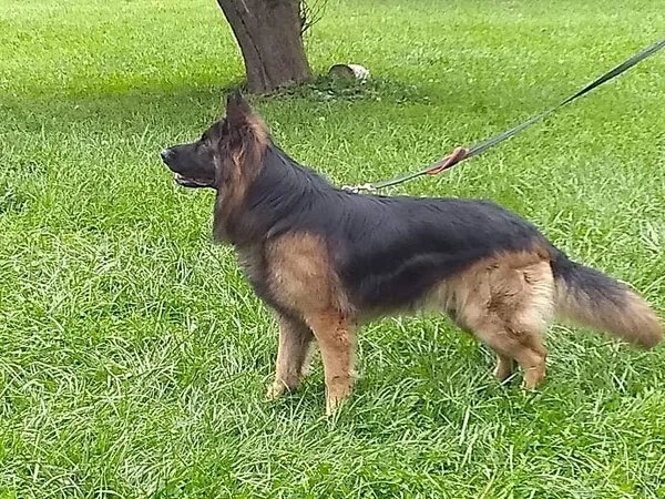 chewy-black-and-red-long-haired-german-shepherd-coat