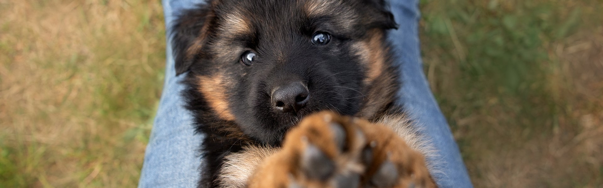 9 Common Mistakes Owners Make When Raising a German Shepherd Puppy