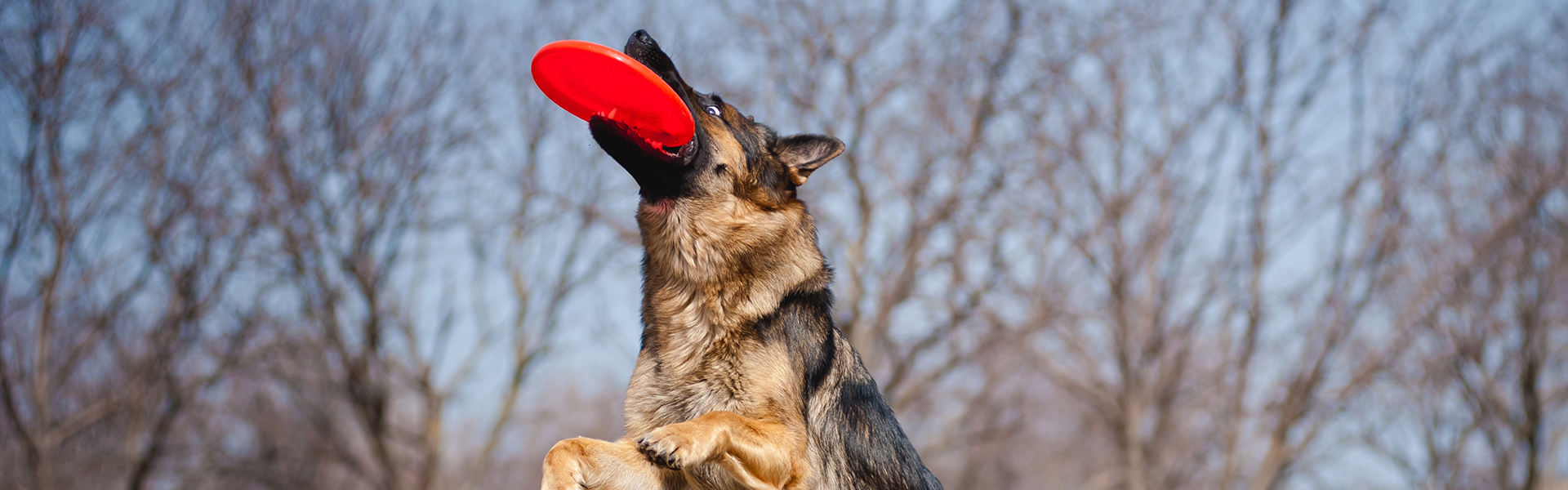 obedience-training-for-german-shepherds-dogs