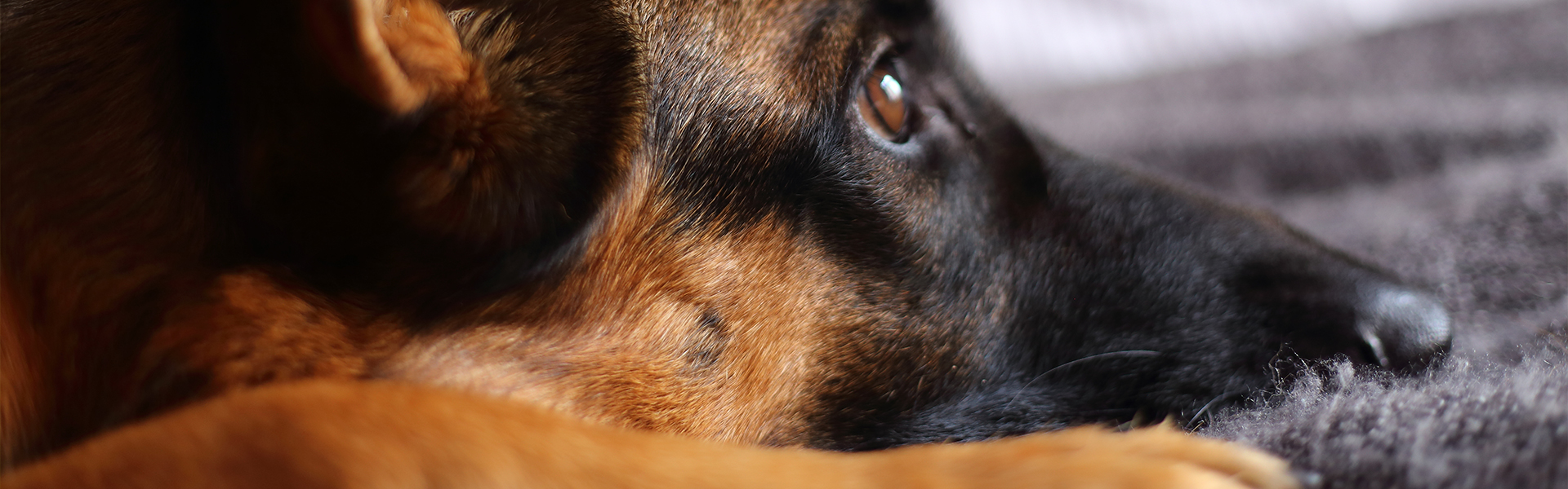 Tips to Teach True Obedience to a German Shepherd Dog