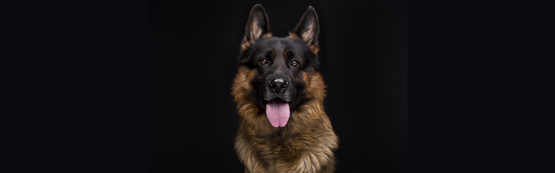 8 Fun Facts About German Shepherds You Probably Didn’t Know