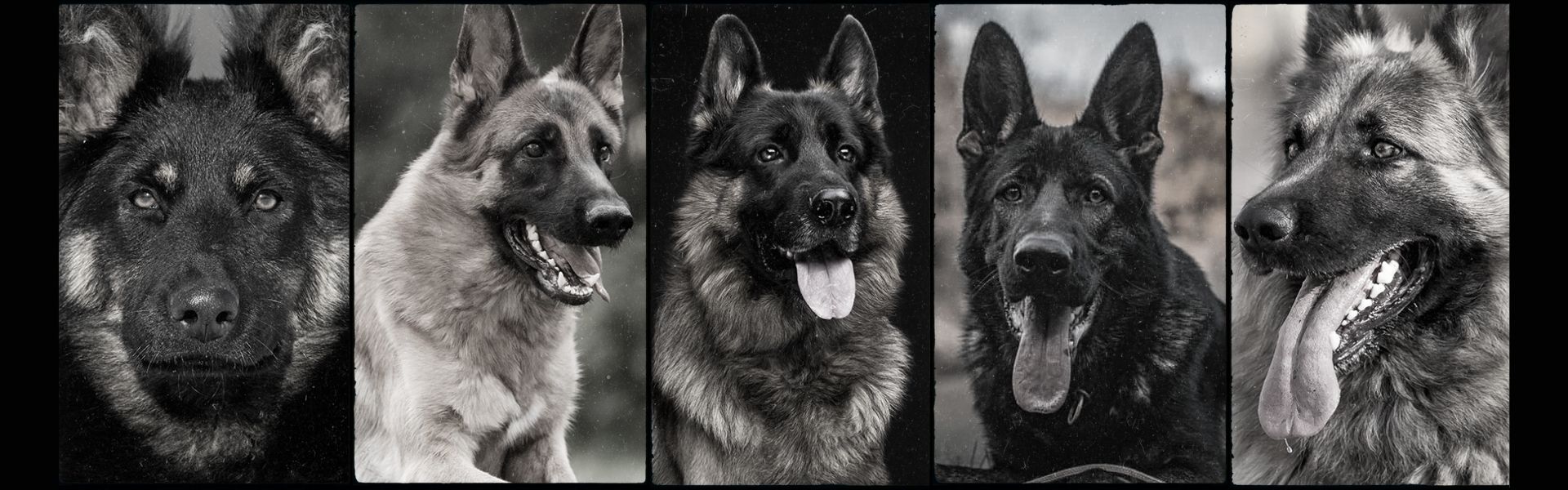 5 German Shepherd Breed Types: Which is Right for You?