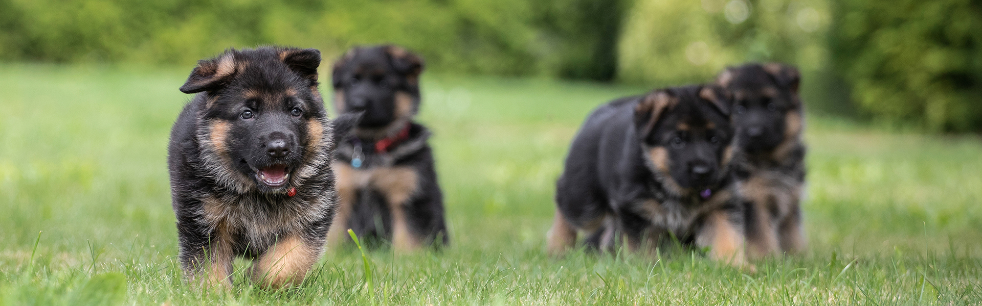 Essentials You Need For Your German Shepherd puppy in 2022