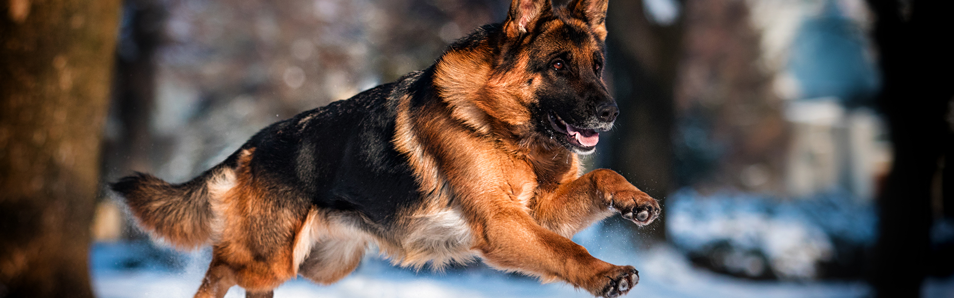 Top 10 Commands to Teach a German Shepherd Dog