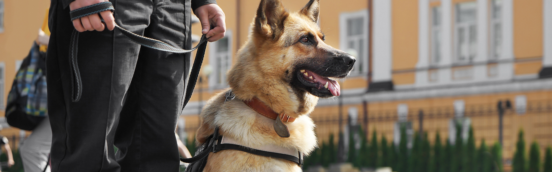 Facts About German Shepherd Police Dogs