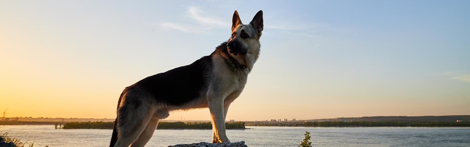 German Shepherd Are Brave and Brilliant for These 5 Reasons
