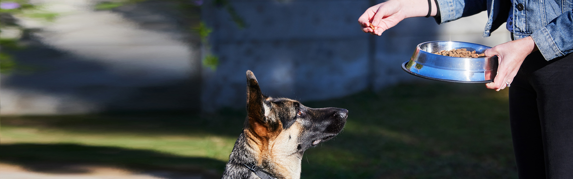 Food For Your GSD: A Helpful Guide to the Best Food for German Shepherd Dogs