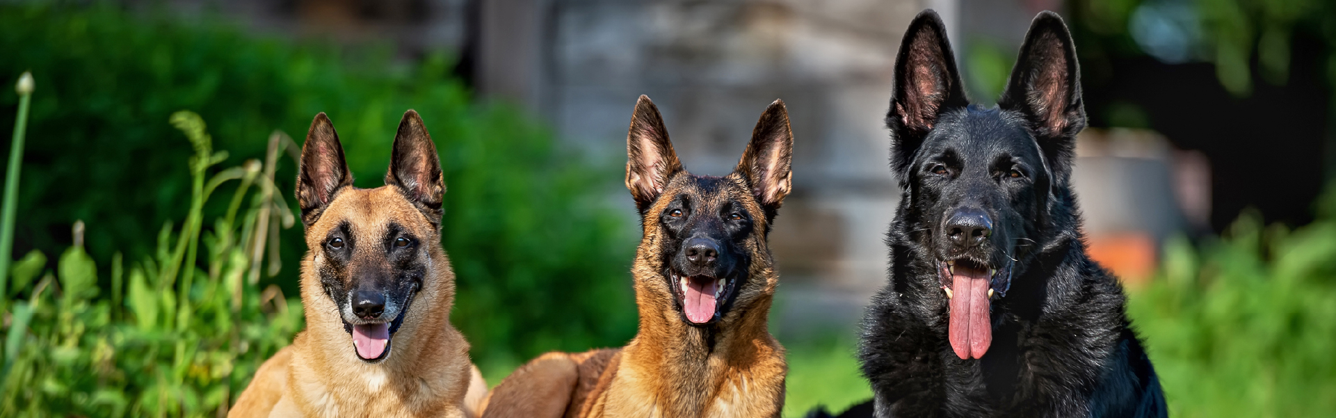 How To Identify the Difference Between Belgian Malinois vs German Shepherd