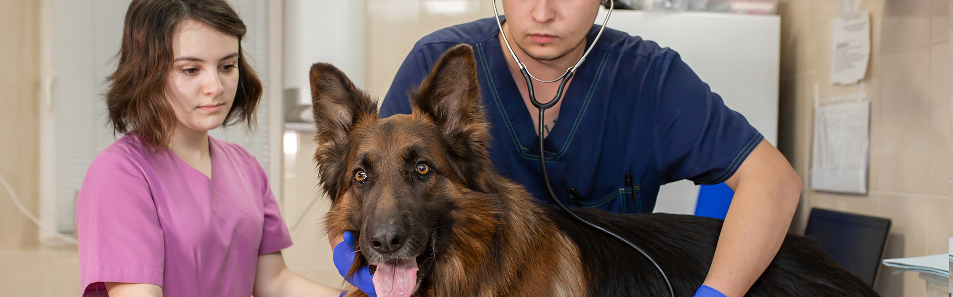 Most Common German Shepherd Health Issues. (2022 Guide)