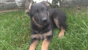 #1 German Shepherd Dogs Breeder & Seller