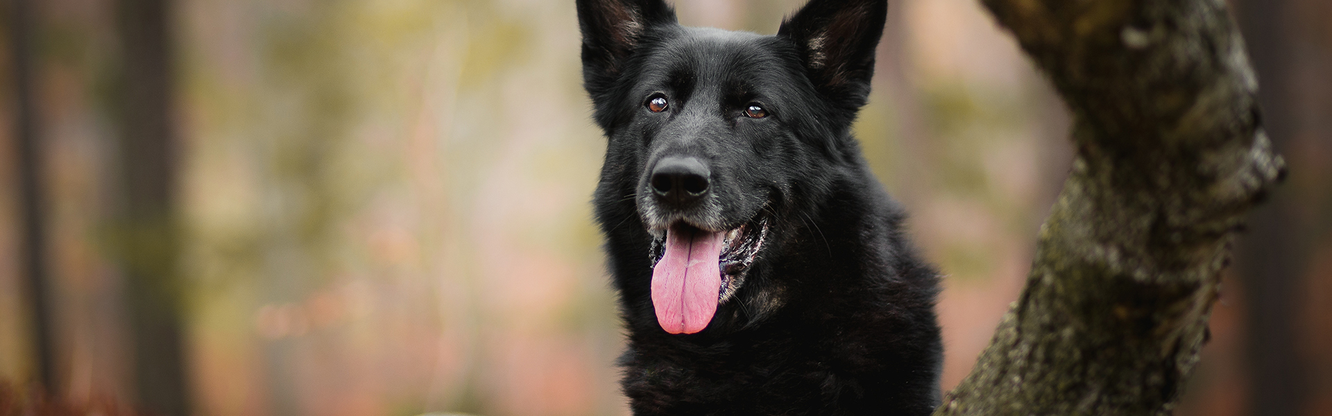 Black German Shepherd Dogs | An Ultimate Guide of Facts, Features, and Strengths