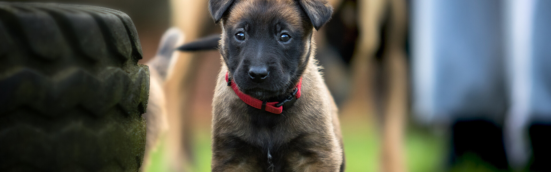 5 Things You Should Know Before Buying a Sable German Shepherd Puppy